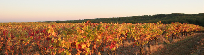 Les vins naturels font leur festival à Albi